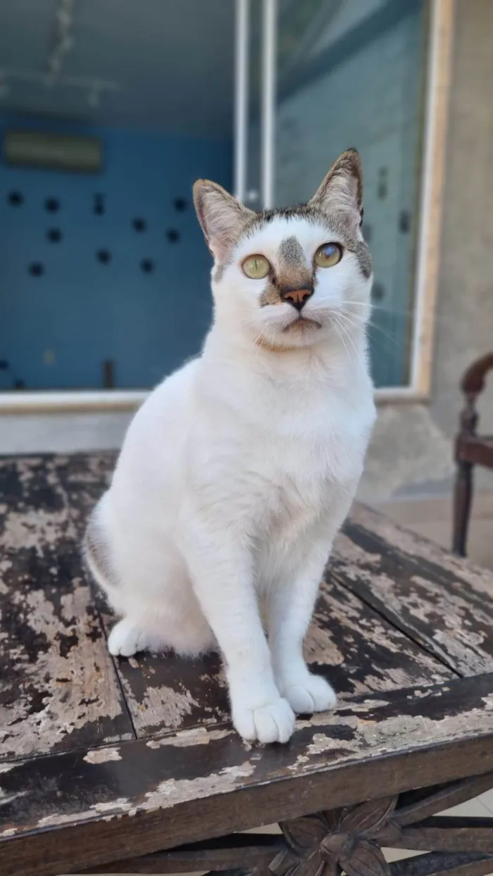 Gato ra a ser idade 2 anos nome ADAM