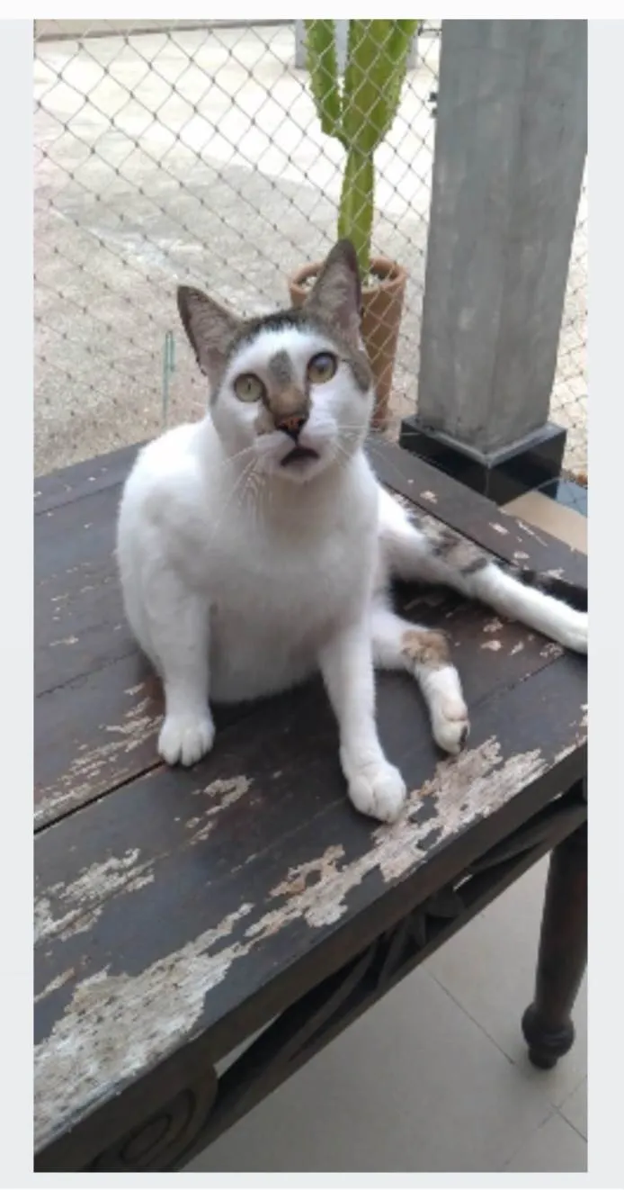Gato ra a SRD-ViraLata idade 2 anos nome Adan