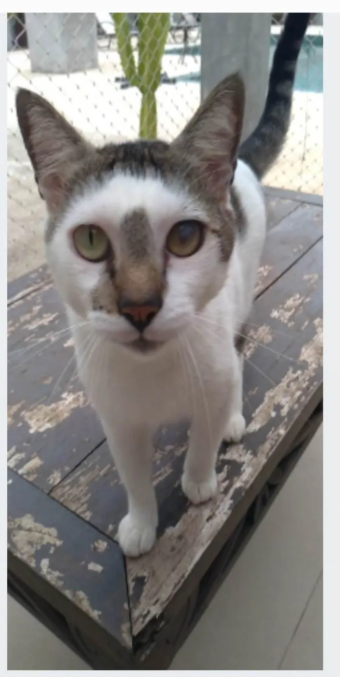 Gato ra a SRD-ViraLata idade 2 anos nome Adan