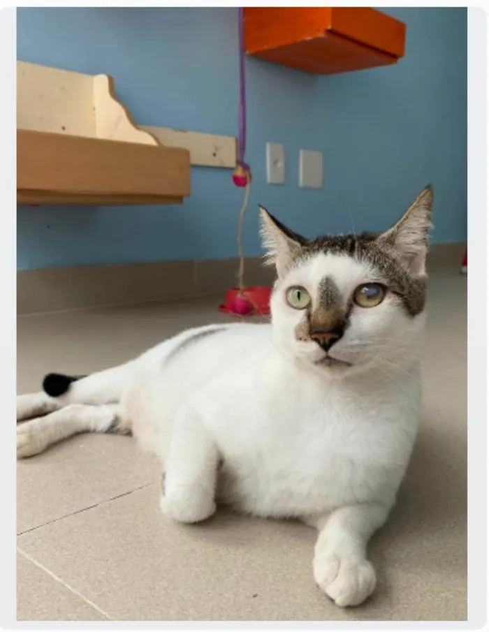 Gato ra a SRD-ViraLata idade 2 anos nome Adan