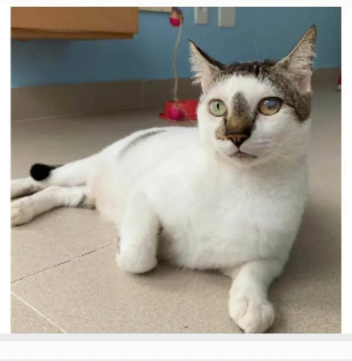 Gato ra a SRD-ViraLata idade 2 anos nome Adan
