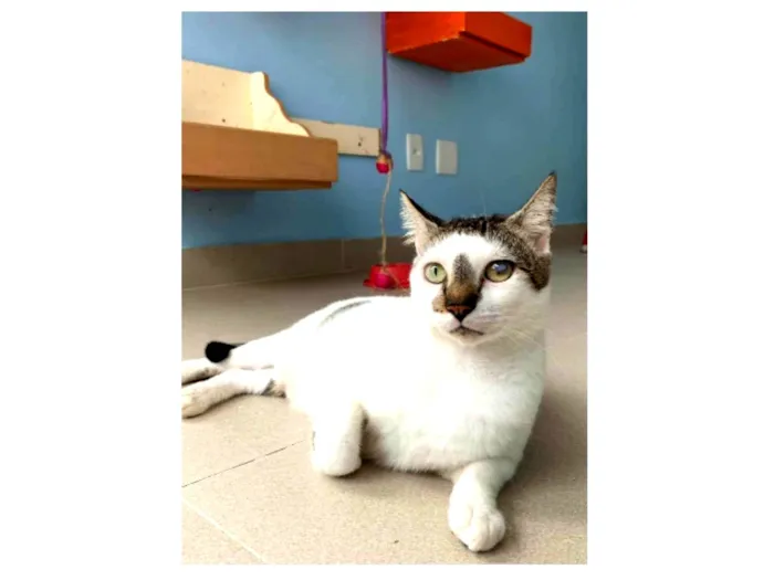 Gato ra a SRD-ViraLata idade 2 anos nome Adan