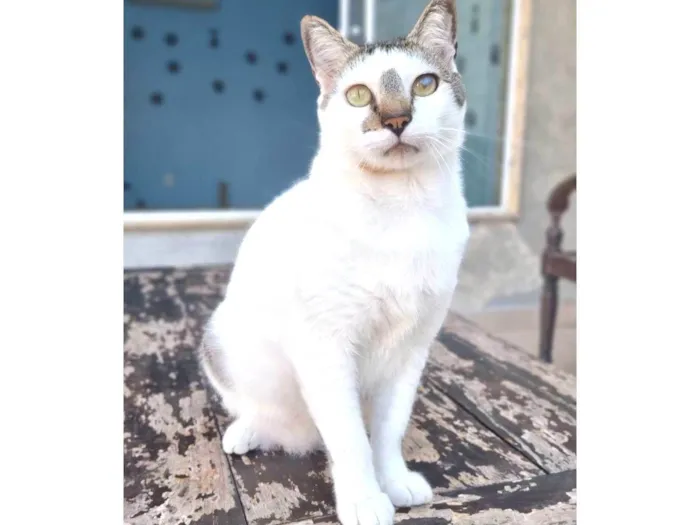 Gato ra a ser idade 2 anos nome ADAM