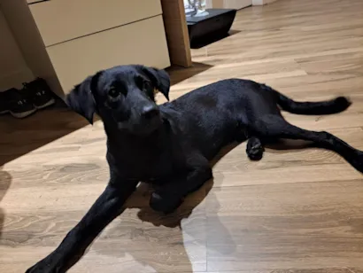 Cachorro raça Vira Lata idade 2 a 6 meses nome Não sabemos