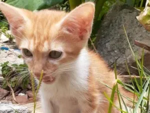 Gato raça SRD-ViraLata idade 2 a 6 meses nome Amarelo 