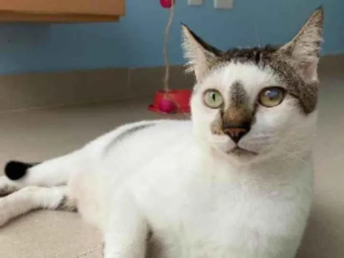 Gato ra a SRD-ViraLata idade 2 anos nome Adan