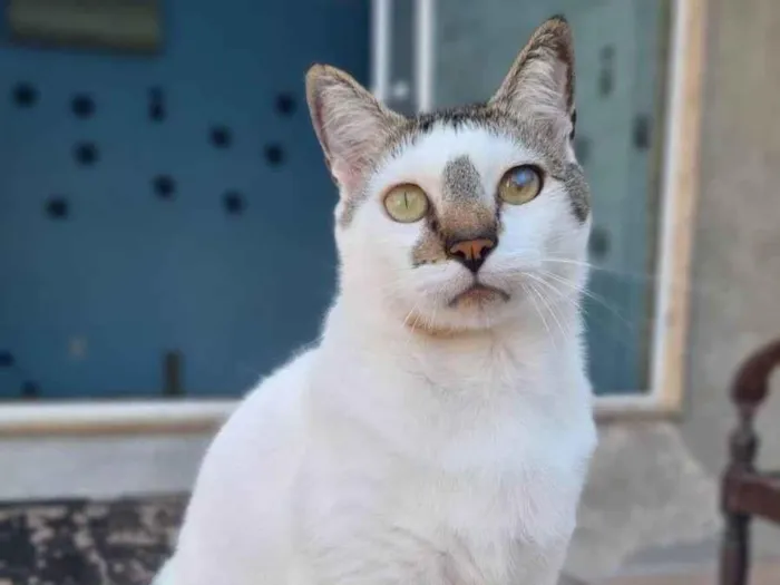 Gato ra a ser idade 2 anos nome ADAM