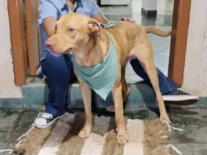 Cachorro raça SRD-ViraLata idade 1 ano nome Sem nome