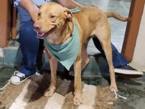 Cachorro ra a SRD-ViraLata idade 1 ano nome Sem nome