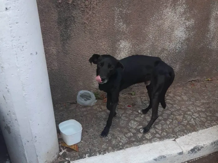 Cachorro ra a SRD-ViraLata docil idade 1 ano nome Não sabemos