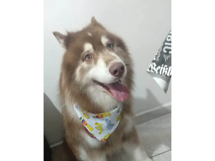Cachorro ra a Husk Siberiano  idade 5 anos nome Khal Drogo 