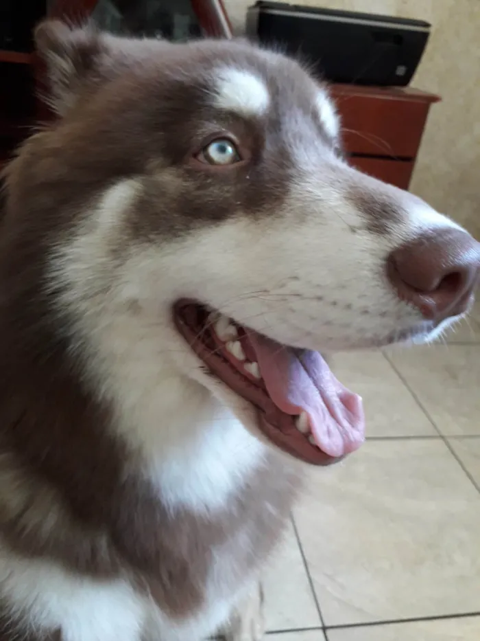 Cachorro ra a Husk Siberiano  idade 5 anos nome Khal Drogo 