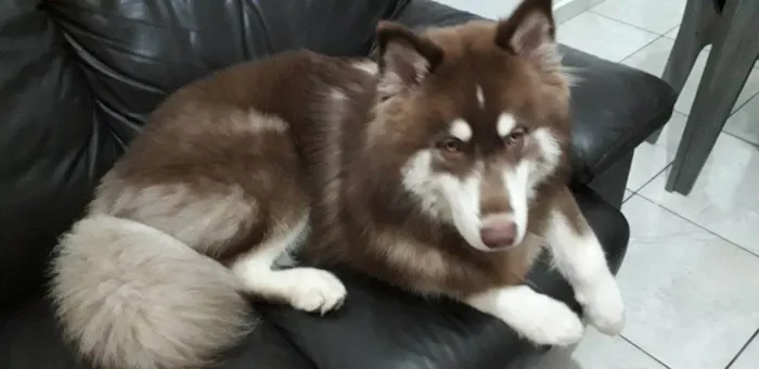 Cachorro ra a Husk Siberiano  idade 5 anos nome Khal Drogo 