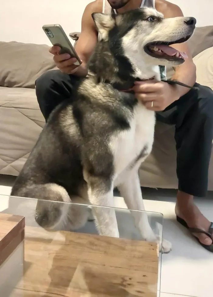 Cachorro ra a Husky Siberiano idade 3 anos nome Stark