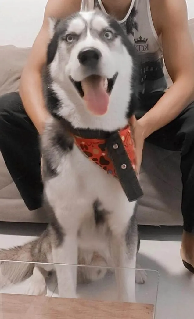 Cachorro ra a Husky Siberiano idade 3 anos nome Stark