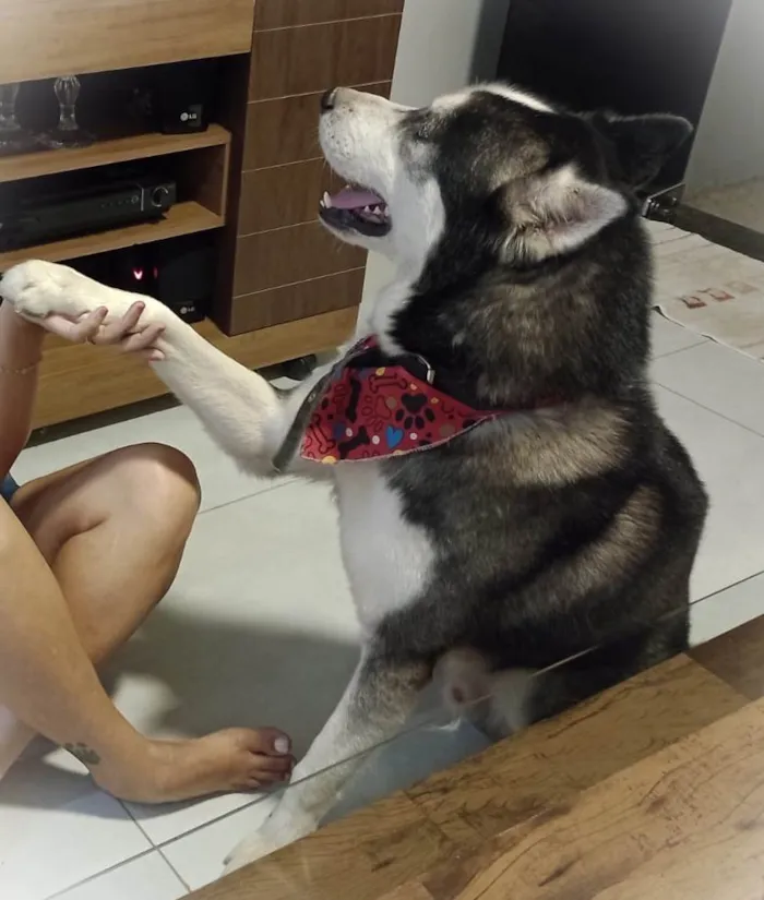 Cachorro ra a Husky Siberiano idade 3 anos nome Stark