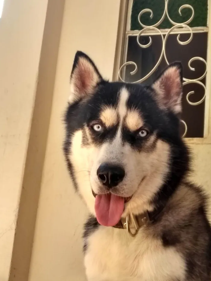 Cachorro ra a Husky Siberiano idade 3 anos nome Stark