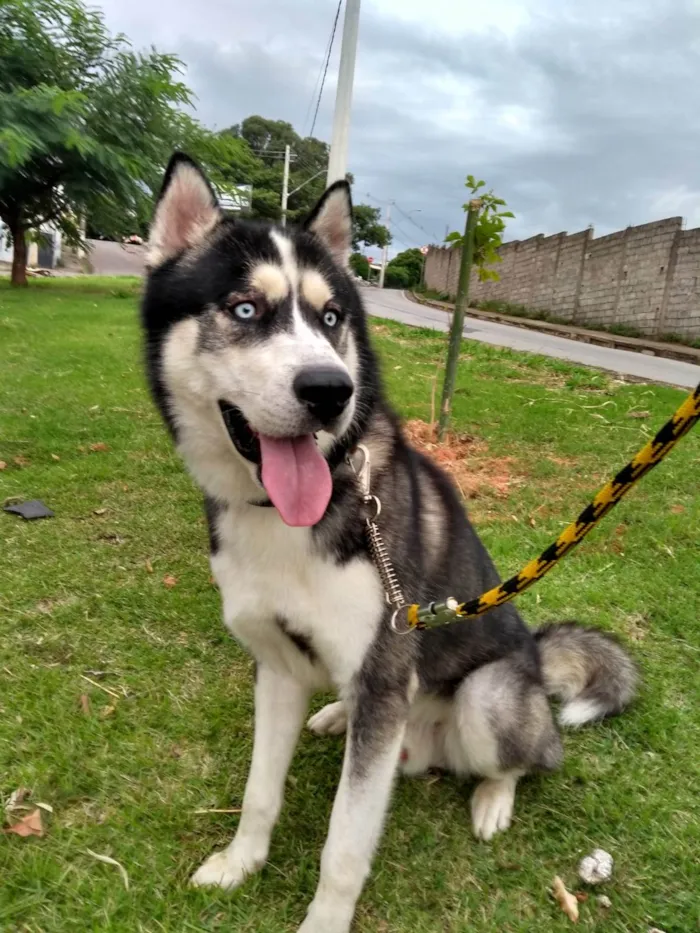 Cachorro ra a Husky Siberiano idade 3 anos nome Stark