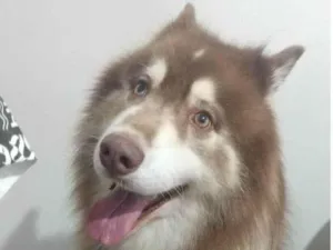 Cachorro raça Husk Siberiano  idade 5 anos nome Khal Drogo 