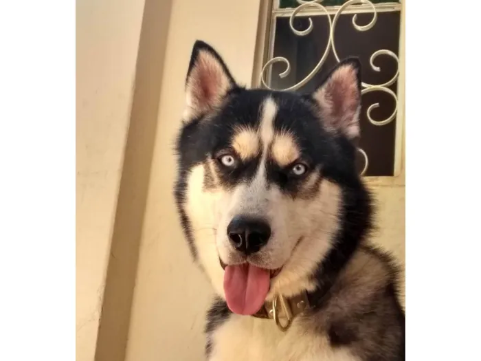 Cachorro ra a Husky Siberiano idade 3 anos nome Stark