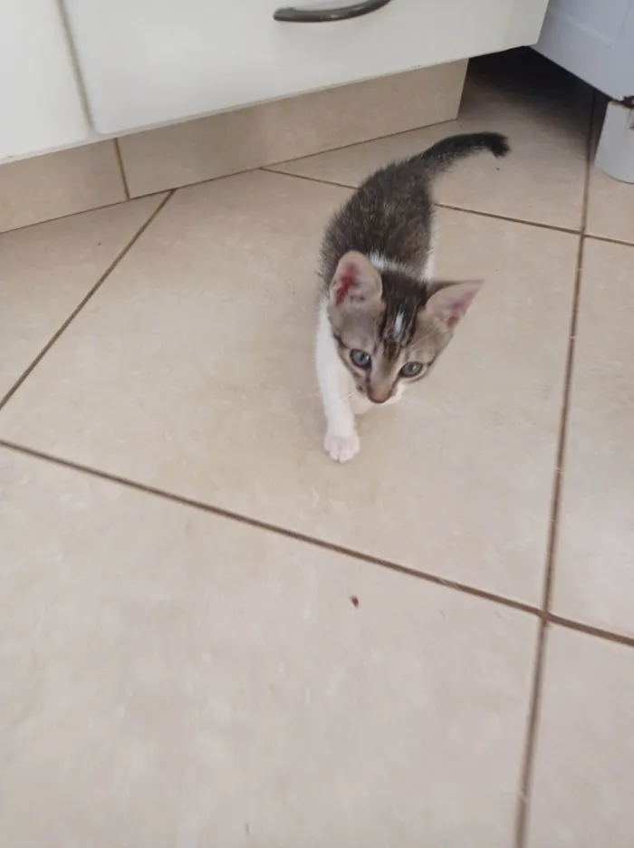 Gato ra a SRD-ViraLata idade 2 a 6 meses nome Gatinho