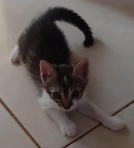 Gato ra a SRD-ViraLata idade 2 a 6 meses nome Gatinho