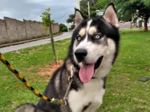 Cachorro raça Husky Siberiano idade 3 anos nome Stark