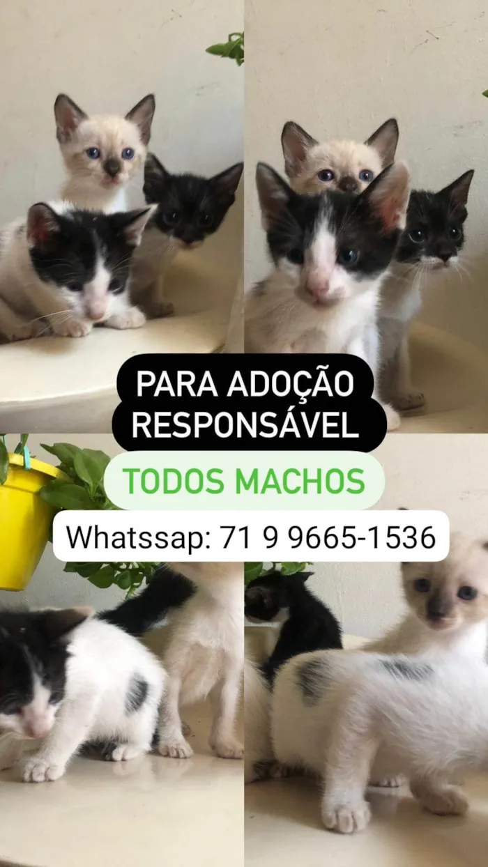 Gato ra a  idade Abaixo de 2 meses nome Não tem nomes 