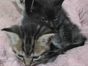 Gato raça SRD-ViraLata idade Abaixo de 2 meses nome TRÊS BEBÊS