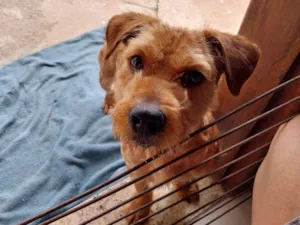 Cachorro raça SRD-ViraLata idade 7 a 11 meses nome Scooby