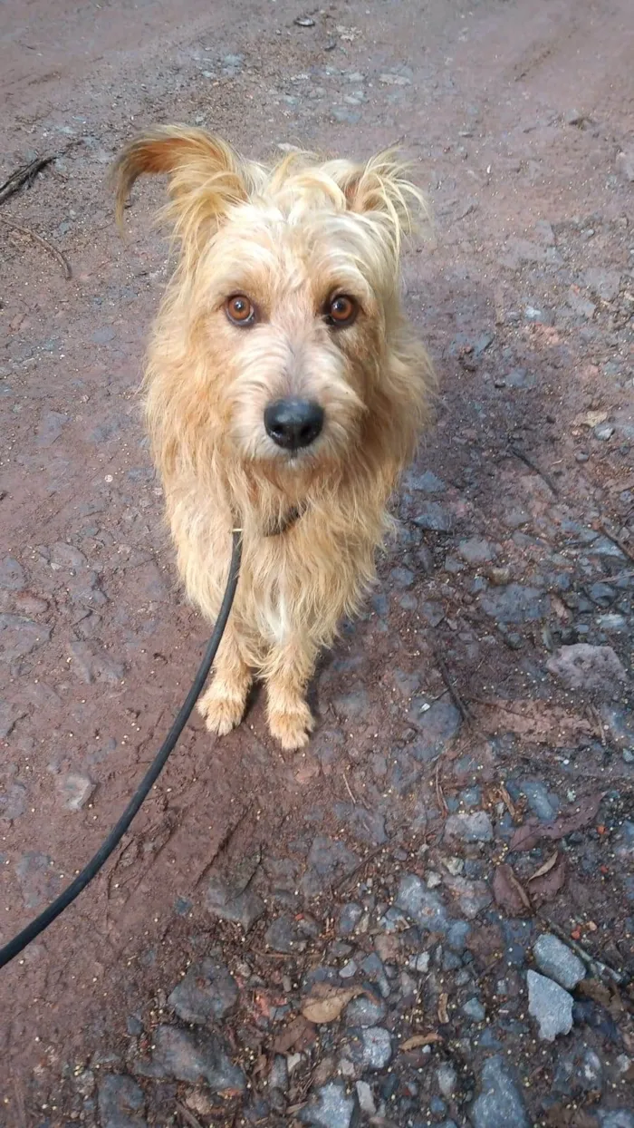 Cachorro ra a SRD-ViraLata idade 2 anos nome HALF