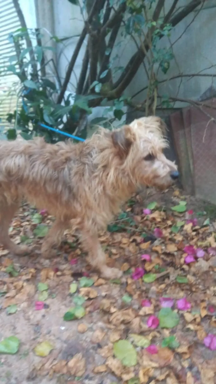 Cachorro ra a SRD-ViraLata idade 2 anos nome HALF