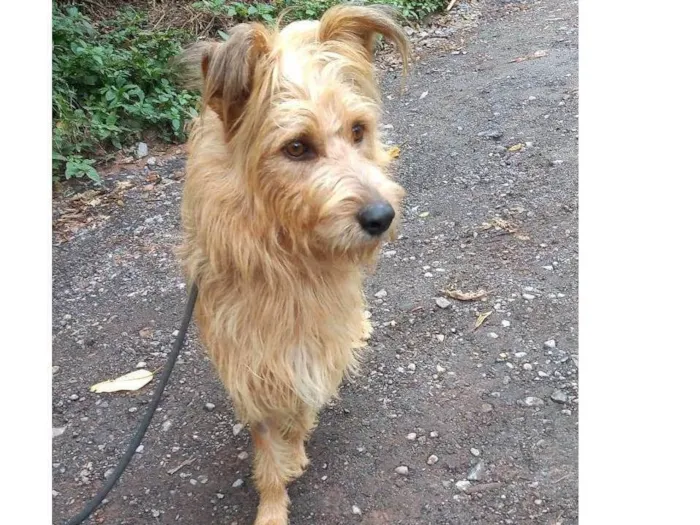 Cachorro ra a SRD-ViraLata idade 2 anos nome HALF