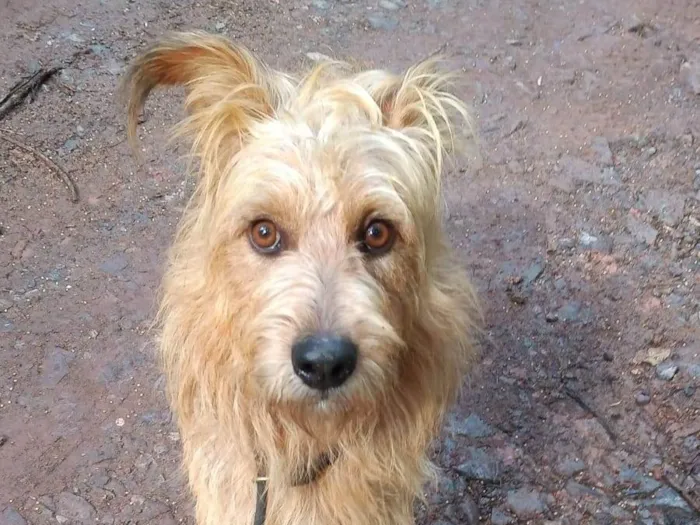 Cachorro ra a SRD-ViraLata idade 2 anos nome HALF