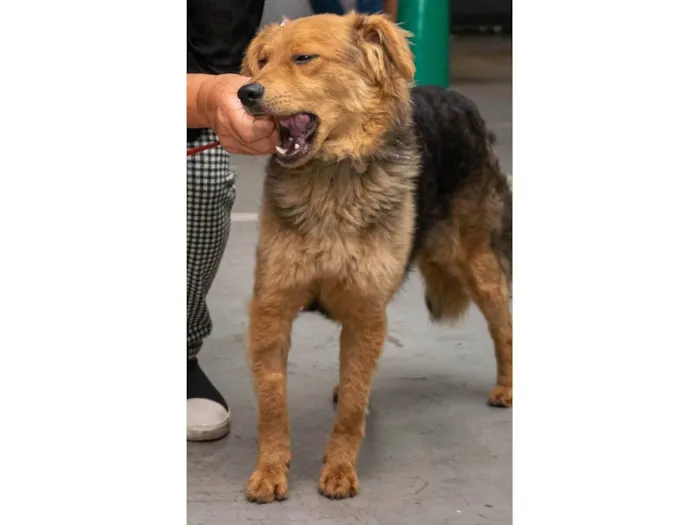 Cachorro ra a SRD-ViraLata idade 7 a 11 meses nome BEBEL