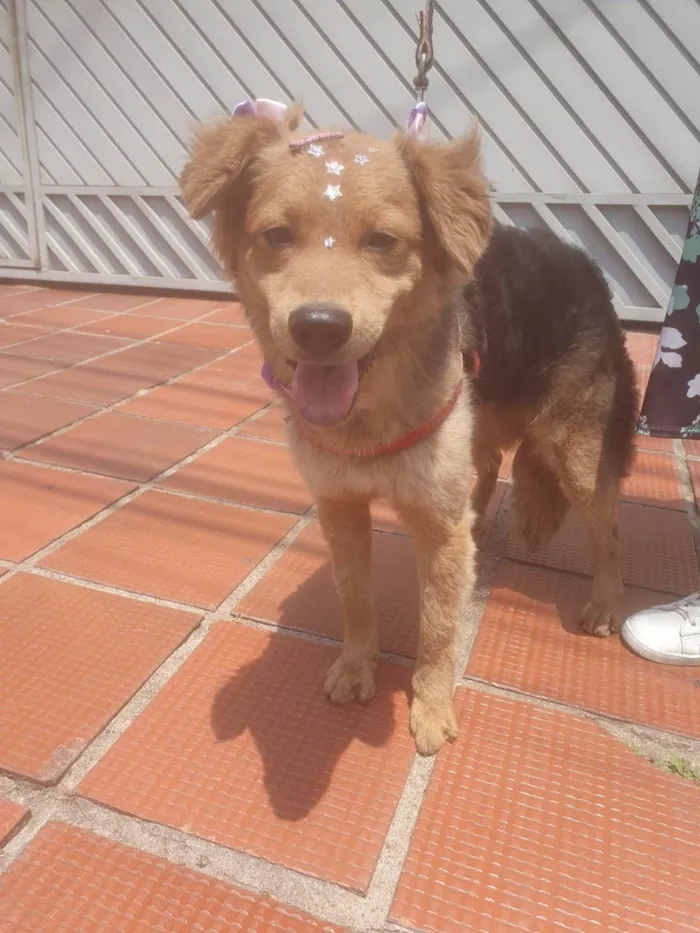 Cachorro ra a SRD-ViraLata idade 7 a 11 meses nome BEBEL