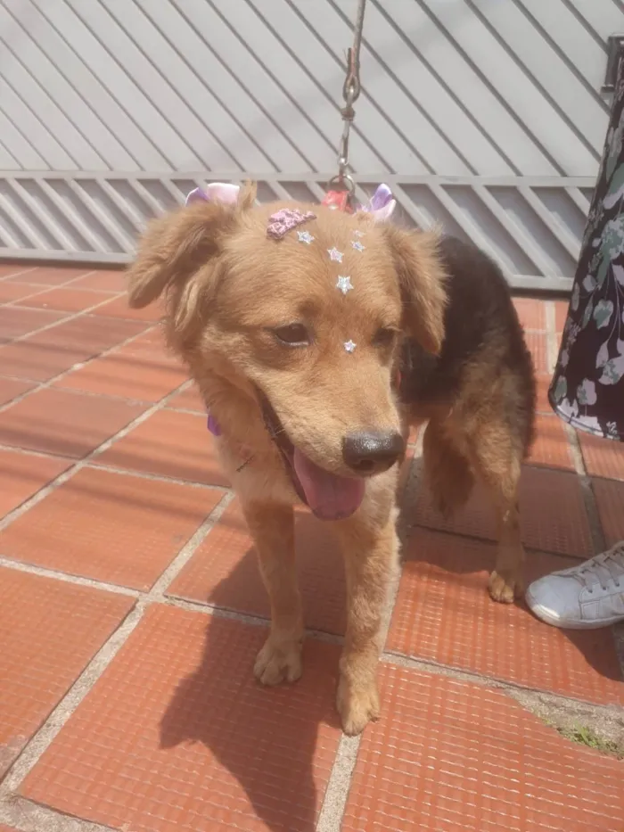Cachorro ra a SRD-ViraLata idade 7 a 11 meses nome BEBEL