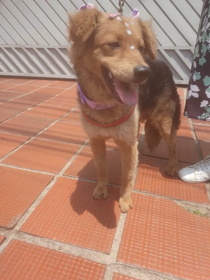 Cachorro ra a SRD-ViraLata idade 7 a 11 meses nome BEBEL