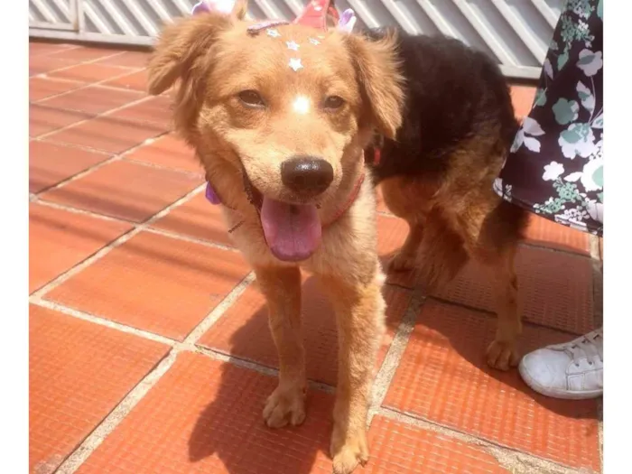 Cachorro ra a SRD-ViraLata idade 7 a 11 meses nome BEBEL