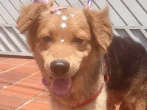 Cachorro raça SRD-ViraLata idade 7 a 11 meses nome BEBEL