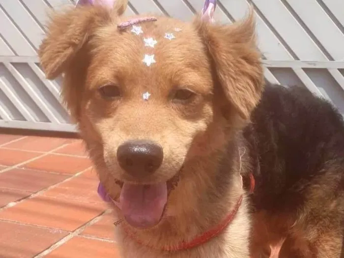 Cachorro ra a SRD-ViraLata idade 7 a 11 meses nome BEBEL