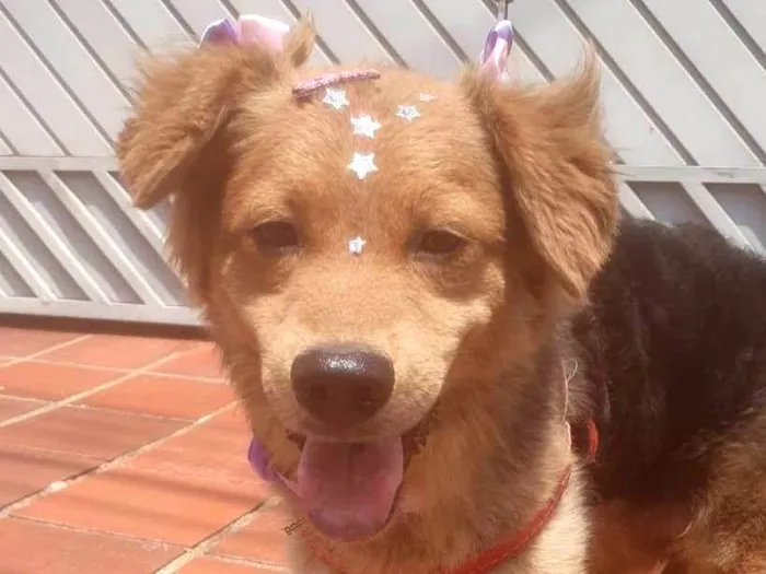 Cachorro ra a SRD-ViraLata idade 7 a 11 meses nome BEBEL