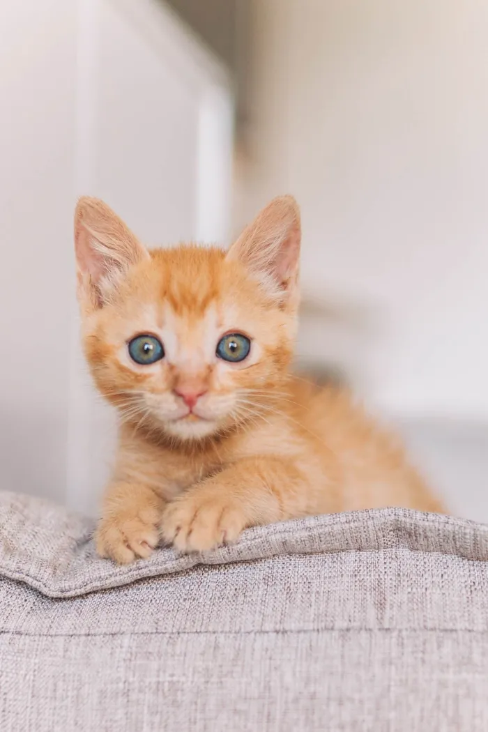 Gato ra a SRD idade Abaixo de 2 meses nome Calvin