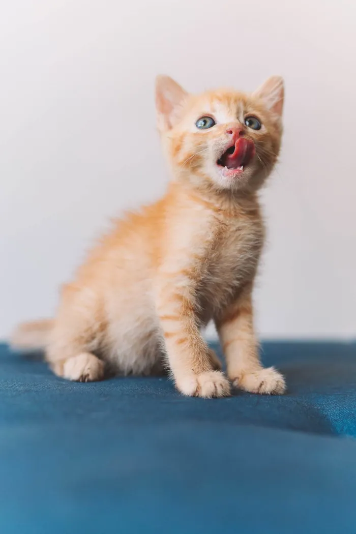 Gato ra a SRD idade Abaixo de 2 meses nome Calvin