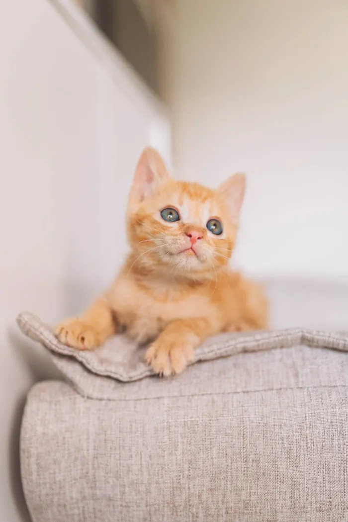 Gato ra a SRD idade Abaixo de 2 meses nome Calvin