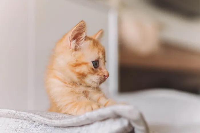 Gato ra a SRD idade Abaixo de 2 meses nome Calvin