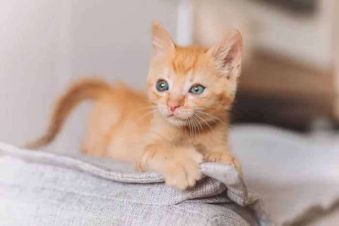 Gato ra a SRD idade Abaixo de 2 meses nome Calvin