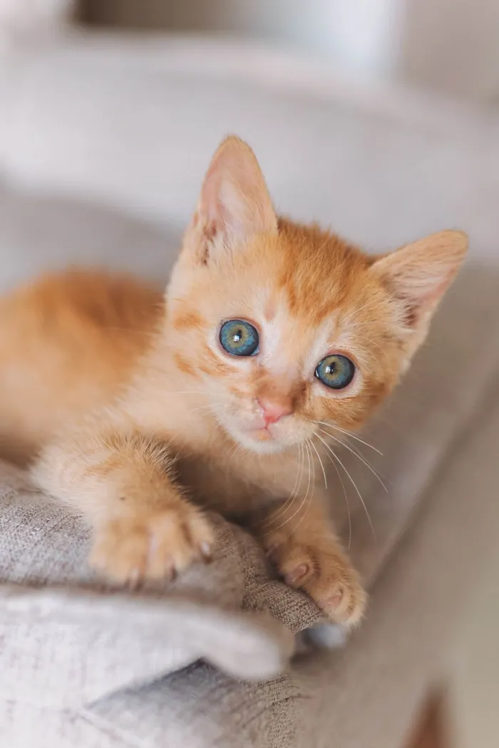 Gato ra a SRD idade Abaixo de 2 meses nome Calvin