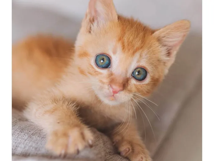 Gato ra a SRD idade Abaixo de 2 meses nome Calvin