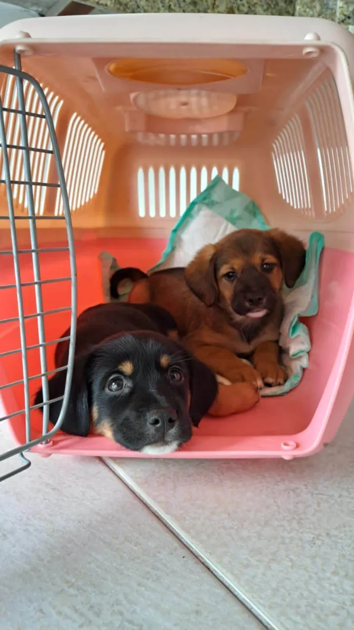 Cachorro ra a SRD-ViraLata idade 2 a 6 meses nome Bebês 